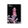 Pygmy Seahorse