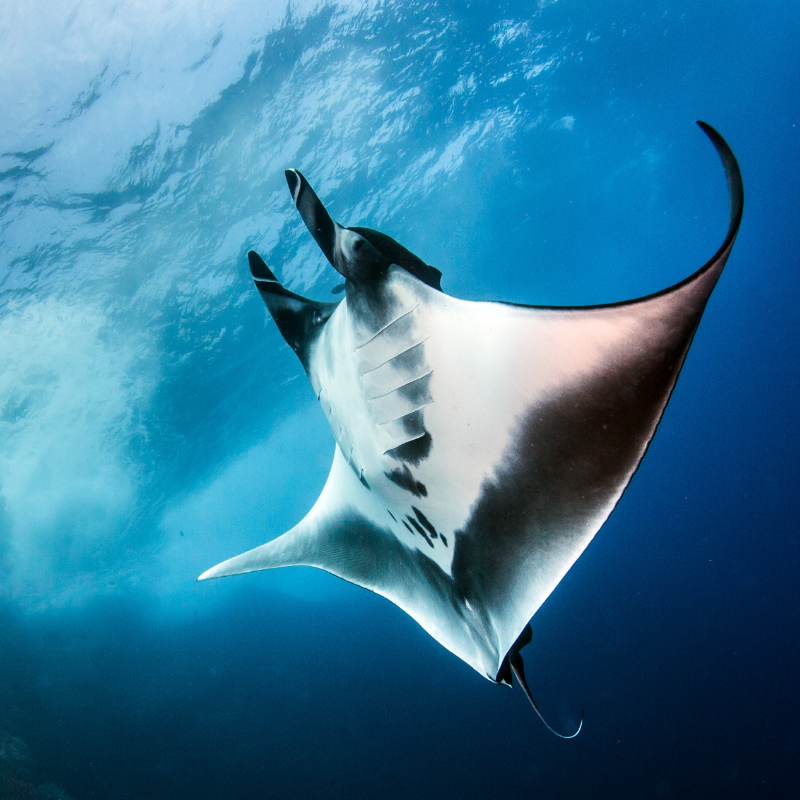 Rays – Dive Proof
