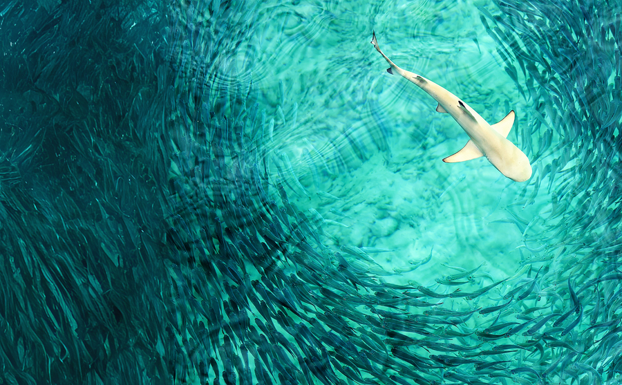 Shark and School Customised Folder