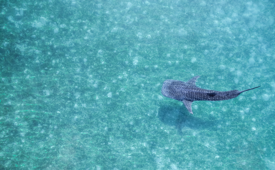 Aerial Whaleshark Customised Folder