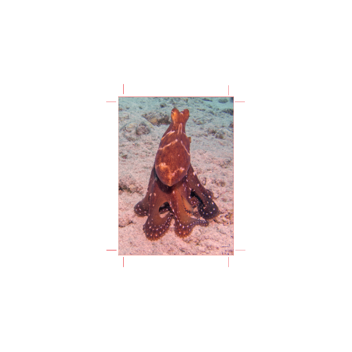 Custom Scuba Log Book - Online Designer
