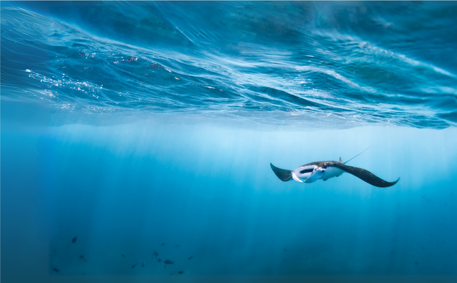 Manta Customised Folder