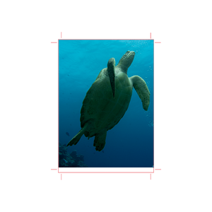 Custom Scuba Log Book - Online Designer