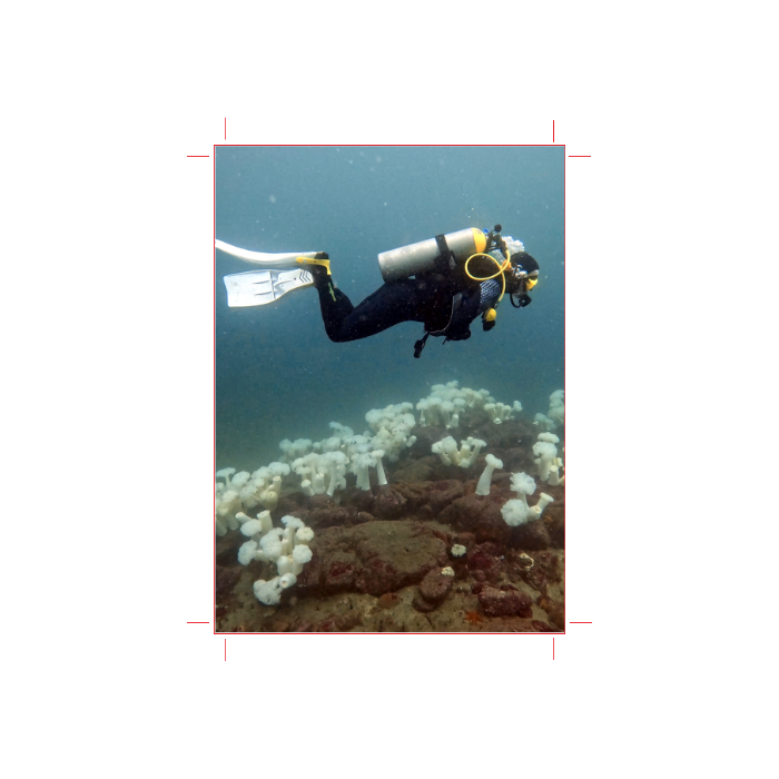Custom Scuba Log Book - Online Designer